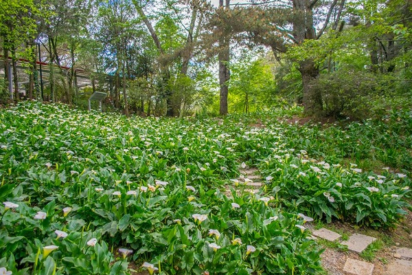 在海芋花海小徑間穿梭，擁有山間精靈之感。