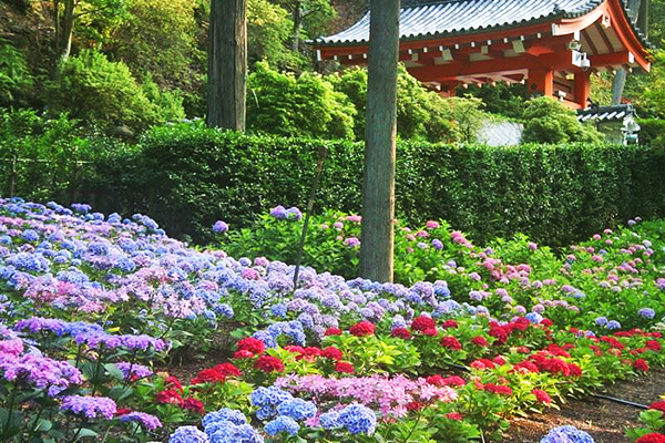 三室戶寺賞花名所 (圖／三室戶寺，以下同)