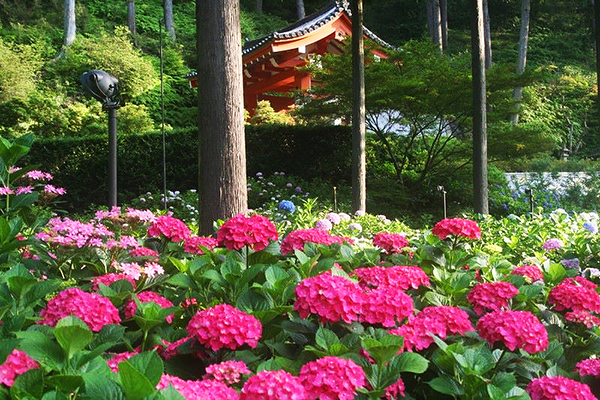 每年6月萬株繡球花盛開