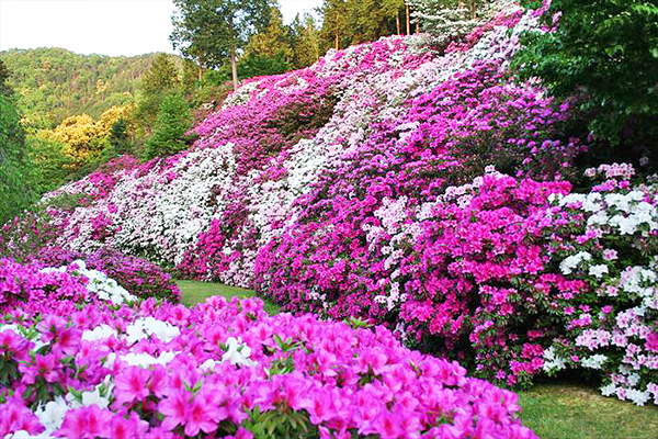 三室戶寺春季有杜鵑花