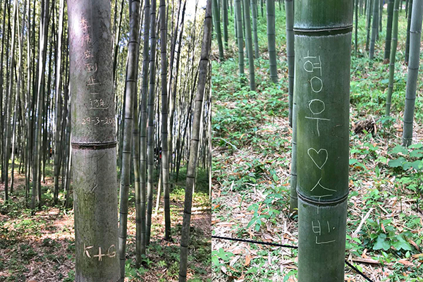 嵐山竹林小徑被旅客刻字破壞 (圖／えびす屋嵐山)