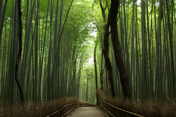 京都嵐山的竹林小徑是著名的風景名勝 (圖／photo-AC)