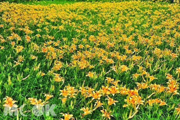 每年夏季正值金針花綻放的時節，金黃色的花卉悄悄盛開形成花毯。（圖片提供／黃風）