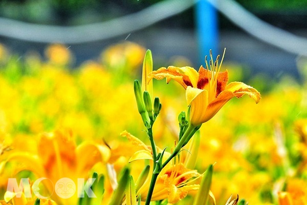 台中港旅客服務中心斥資美化，種植多種花草，每年因季節盛開，吸引遊客來此賞花。（圖片提供／黃風）