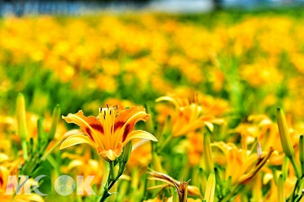 台中港旅客服務中心附近的金針花海提早盛開。（圖片提供／黃風）