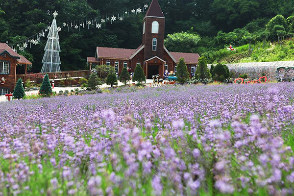 香草島樂園薰衣草花海 (圖／허브아일랜드 - Herbisland)