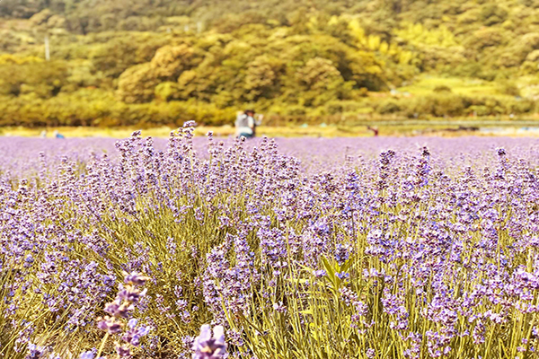 Sarasil薰衣草花田 (圖／광양 사라실 라벤더 - Sarasil Lavender Farm)