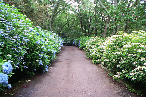 府民之森也有美麗的繡球花步道 (圖／大阪觀光局)