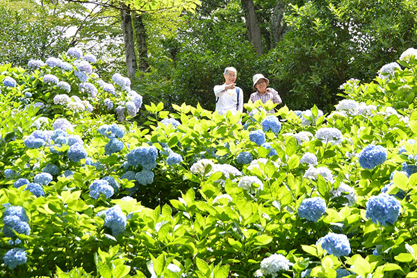 府民之森是關西地區規模最大的紫陽花花園 (圖／東大阪市)