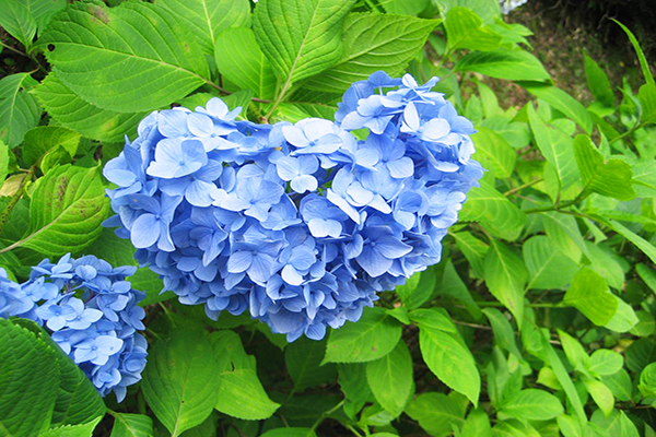 每年6月中旬至7月中旬繡球花盛開 (圖／近畿日本鉄道)