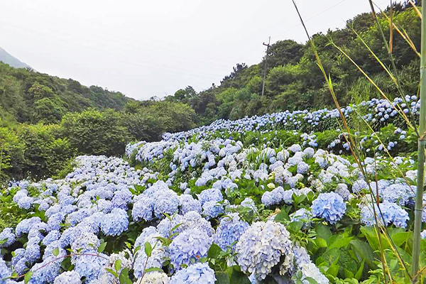 高家繡球花田擁有大片繡球花海 (圖／高家繡球花田)