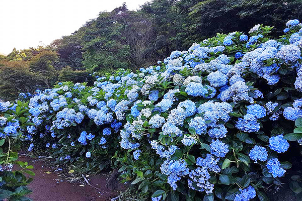 高家繡球花田每年5到7月開園 (圖／高家繡球花田，以下同)