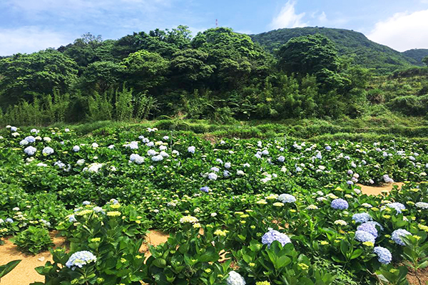 5月10日過後開始是最佳賞花期