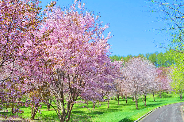 還可以看到春末的櫻花樹