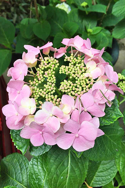 花鳥園特別進口日本加茂花園的繡球花