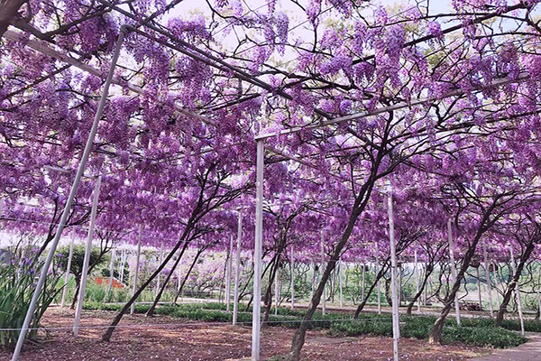 紫藤棚架 (圖／紫藤咖啡園)