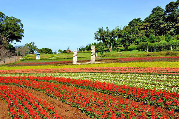 大溪花海農場 (圖／大溪花海農場)