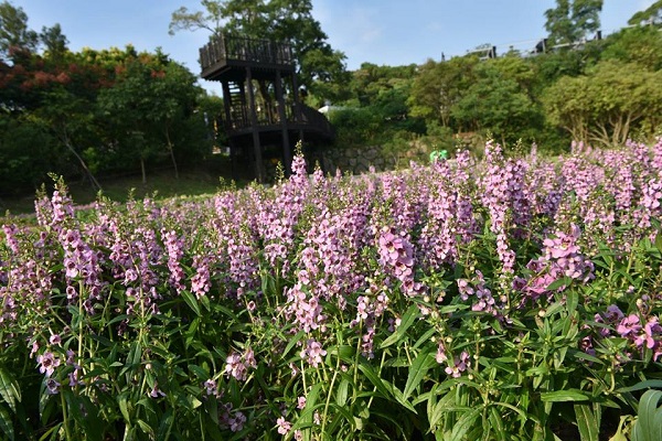 粉紫色天使花在內雙溪自然公園中浪漫綻放。（圖／台北坡地x環境教育）