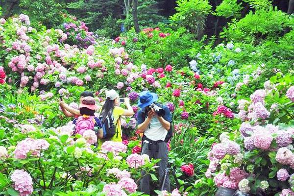 釜山繡球花節 (圖／부산광역시 공식 페이스북，以下同)