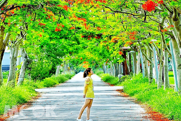 溪州鄉綠筍路鳳凰花隧道 (圖片提供／kejhu.lin_photo_album)