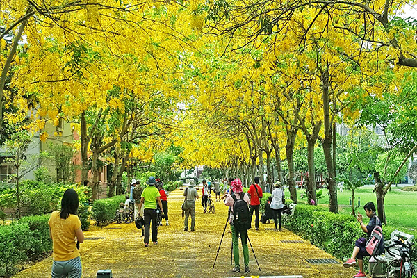 黃金雨花海初夏必賞！阿勃勒五大賞花景點