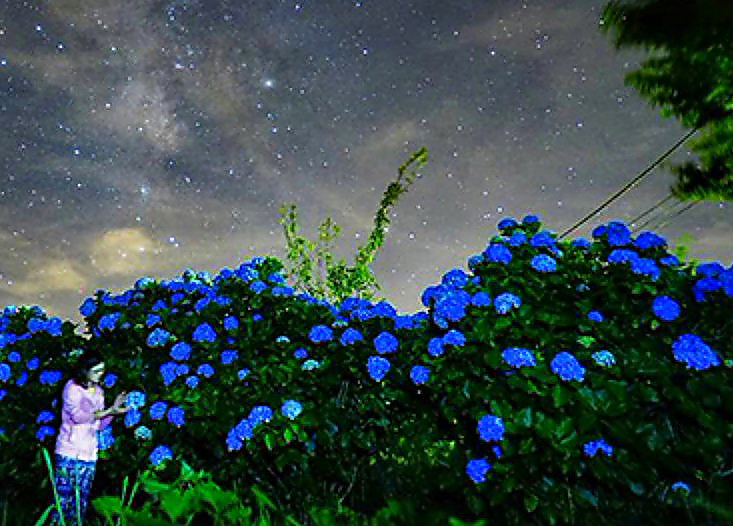 夜賞繽紛繡球花牆！IG花海控必賞名所