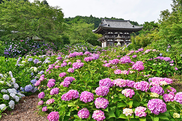 被繡球花海環抱！日本關西紫陽花五大名所