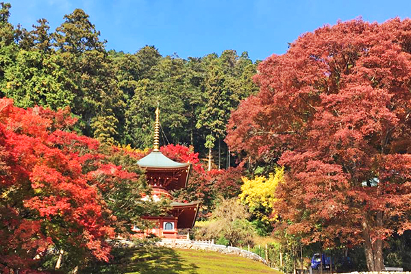 勝尾寺楓葉轉紅 (圖／勝尾寺)