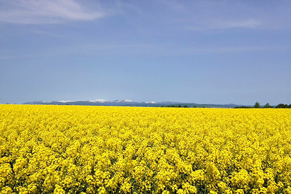 金黃花海大景好浪漫！瀧川市油菜花田