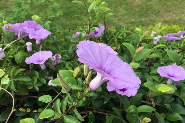 槭葉牽牛正值夏季花期，大量盛開，成大片紫色花海。（圖／台北市工務局）