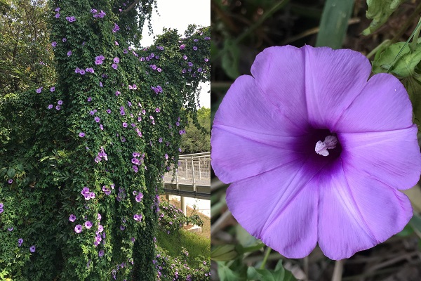 槭葉牽牛具有長莖，可攀繞於各處溪畔、牆垣、廢墟、屋頂及公園內。（圖／台北市工務局）