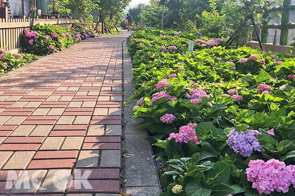 千株繡球花步道  都市免費賞花新熱點