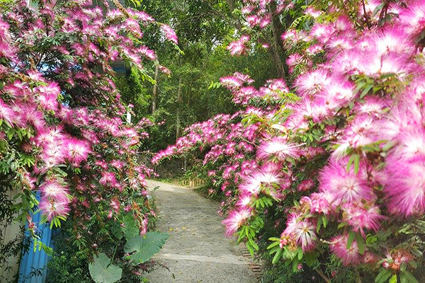 粉紅羽狀的合歡花隧道 (圖／十二寮湖光村)