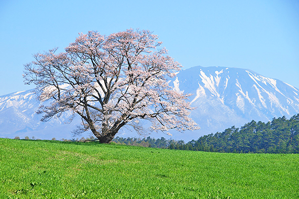 一棵櫻花樹聞名全國！日本最大百年牧場