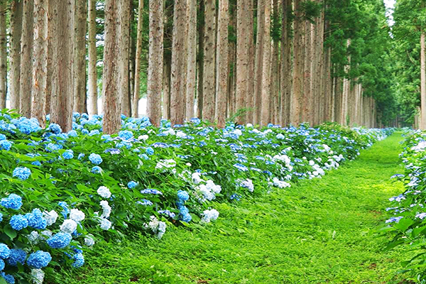 繡球花步道