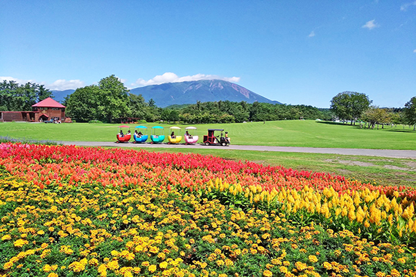 夏季花海景色