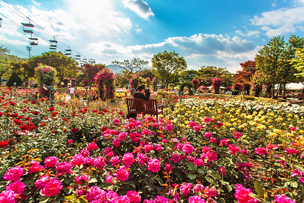 大片玫瑰花海浪漫度破表！韓國四大玫瑰花景點