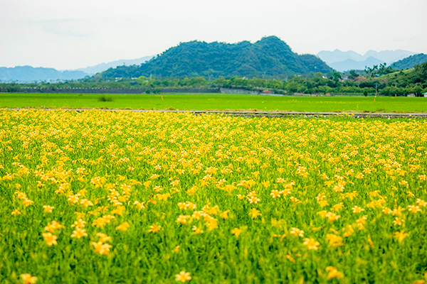 193縣道平地金針花海盛開 (圖／花東縱谷國家風景區管理處)