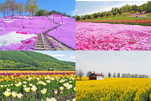 無邊際夢幻花毯好浪漫！北海道五大必賞花海