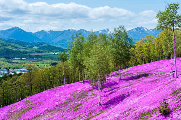 藻琴山公園芝櫻花毯，像是粉紅色的雪一般鋪蓋了整座山頭 (圖／matome)