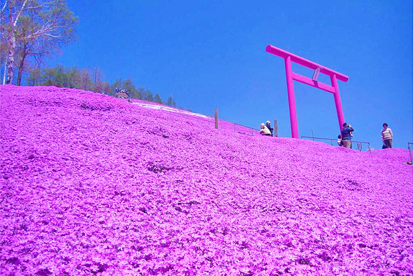 瀧上芝櫻公園 (圖／滝上町)