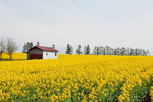 瀧川市油菜花田是日本第一大 (圖／たきかわ菜の花まつり)