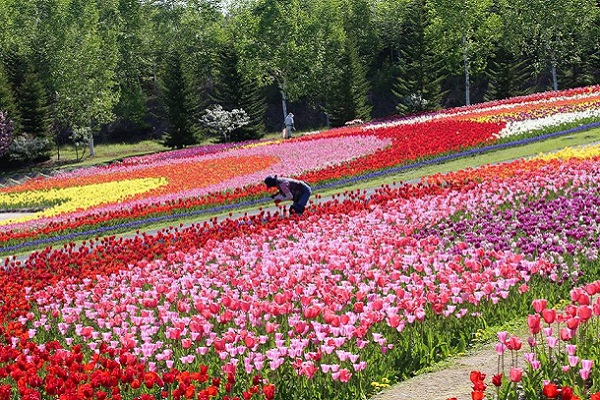 北海道瀧野鈴蘭丘陵公園內鬱金香花海迷人綻放。（圖／瀧野鈴蘭丘陵公園）