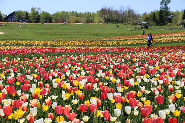 北海道國營的瀧野鈴蘭丘陵公園自然生態豐富，四季花海都十分迷人。（圖／瀧野鈴蘭丘陵公園）