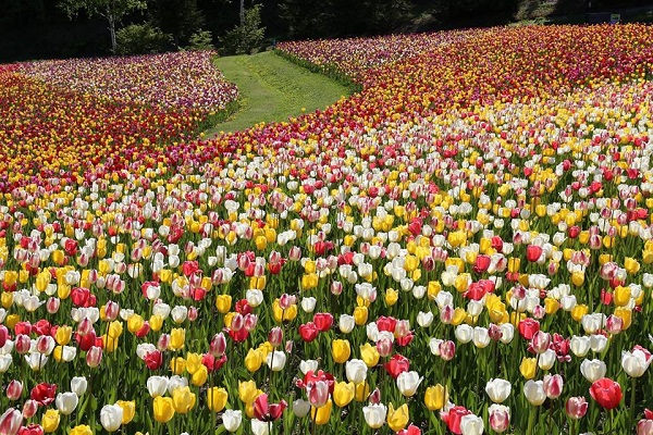 一望無際的鬱金香花海令人忍不住駐足拍照。（圖／瀧野鈴蘭丘陵公園）