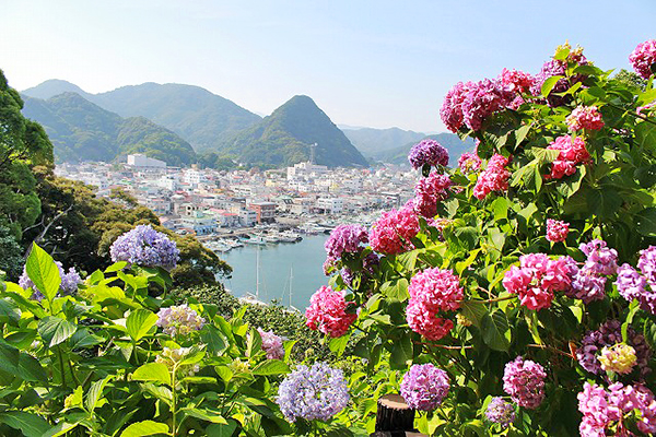 下田公園繡球花祭 (圖／伊豆下田觀光，以下同)