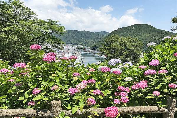 下田公園可從高空觀景台隔著紫陽花，將整個港灣海景盡收眼底