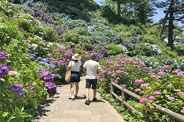 繡球花步道