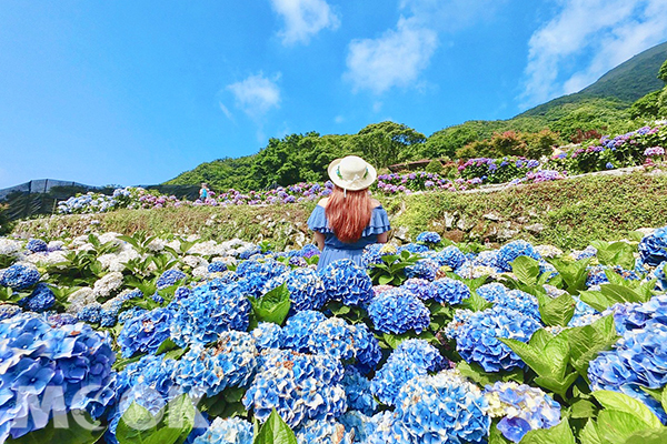 大梯田花卉生態農園 (圖片提供／eu_0420)