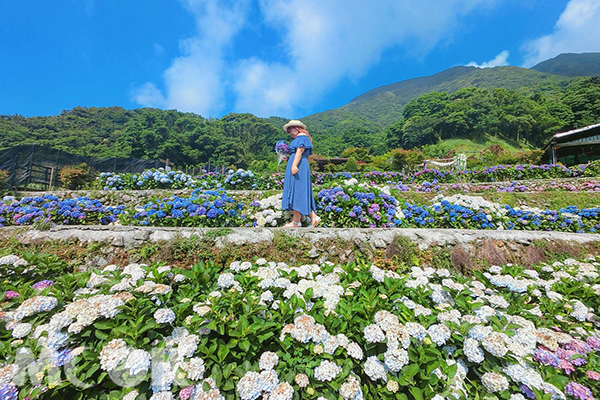 大梯田花卉生態農園 (圖片提供／eu_0420)